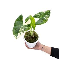 Attēlu rezultāti vaicājumam “Arcyria helvetica macro”