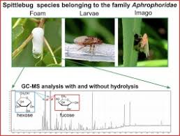 Attēlu rezultāti vaicājumam “Aphrophoridae imago”
