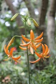 Attēlu rezultāti vaicājumam “Lilium martagon leaf”
