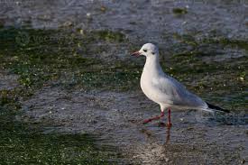 Image result for Chroicocephalus ridibundus