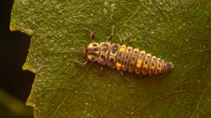 Attēlu rezultāti vaicājumam “Adalia bipunctata larva”