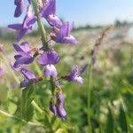 Attēlu rezultāti vaicājumam “Galega orientalis fruit”