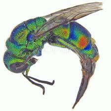 Attēlu rezultāti vaicājumam “Chrysididae”