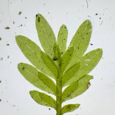 Attēlu rezultāti vaicājumam “Fissidens bryoides sporophyte”