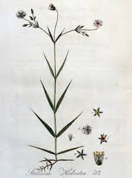 Attēlu rezultāti vaicājumam “Stellaria holostea”