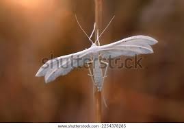 Attēlu rezultāti vaicājumam “Pterophorus pentadactyla”