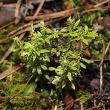 Attēlu rezultāti vaicājumam “Ephemerum serratum sporophyte”