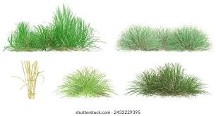 Attēlu rezultāti vaicājumam “Festuca arenaria”