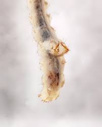 Attēlu rezultāti vaicājumam “Hadula trifolii larva”