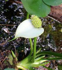 Attēlu rezultāti vaicājumam “Calla palustris flower”