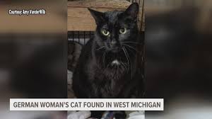 Image result for cat found