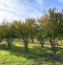 Attēlu rezultāti vaicājumam “Cornus mas”