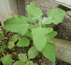Attēlu rezultāti vaicājumam “Chenopodium album leaf”