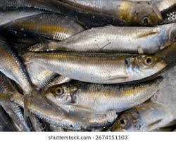 Image result for Alosa fallax