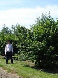 Attēlu rezultāti vaicājumam “Corylus avellana”