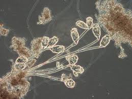 Attēlu rezultāti vaicājumam “Comatricha alta stalked”