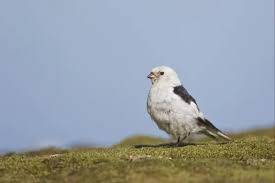 Attēlu rezultāti vaicājumam “Plectrophenax nivalis adult”
