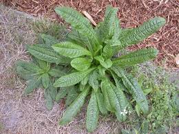Image result for Dipsacus silvestris