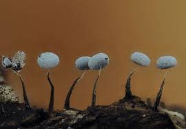 Attēlu rezultāti vaicājumam “Physarum licheniforme macro”