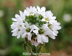 Attēlu rezultāti vaicājumam “Berteroa incana fruit”