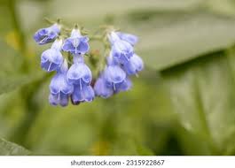 Attēlu rezultāti vaicājumam “Symphytum asperum flower”