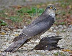Attēlu rezultāti vaicājumam “Accipiter nisus female”