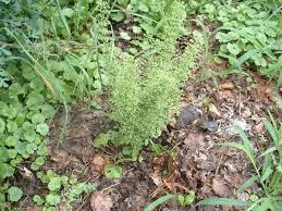 Image result for Chenopodium botrys