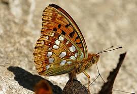 Attēlu rezultāti vaicājumam “Argynnis adippe underside”