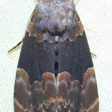 Attēlu rezultāti vaicājumam “Dianema depressum”