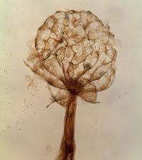 Attēlu rezultāti vaicājumam “Cribraria splendens”