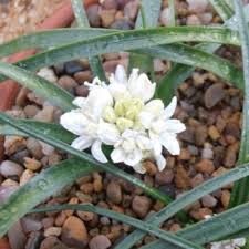 Attēlu rezultāti vaicājumam “Festuca ovina flower”
