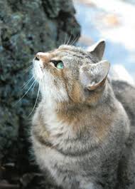 猫次郎에 대한 이미지 검색결과