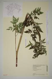 Attēlu rezultāti vaicājumam “Conioselinum tataricum”