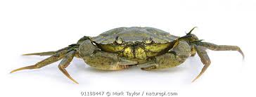 Image result for Carcinus maenas