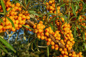 Attēlu rezultāti vaicājumam “Erysimum hieracifolium fruit”