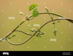 Attēlu rezultāti vaicājumam “Humulus lupulus bud”