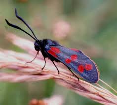 Attēlu rezultāti vaicājumam “Zygaena filipendulae”