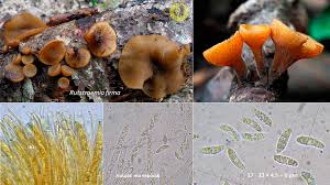 Attēlu rezultāti vaicājumam “Rutstroemia firma”