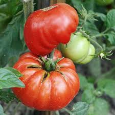 Afbeeldingsresultaat voor mortgage lifter bicolor strain tomato