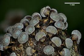 Attēlu rezultāti vaicājumam “Physarum decipiens spores”