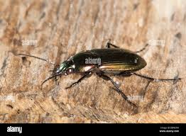 Attēlu rezultāti vaicājumam “Poecilus cupreus”