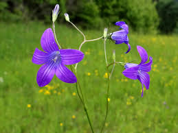 Image result for Campanula patula