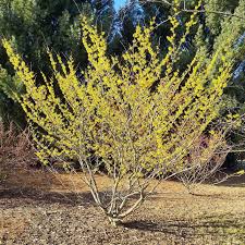 Attēlu rezultāti vaicājumam “Hamamelis”