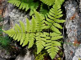 Attēlu rezultāti vaicājumam “Gymnocarpium robertianum”