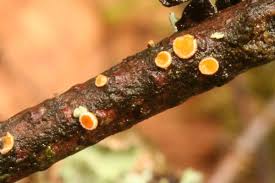 Attēlu rezultāti vaicājumam “Lachnellula willkommii”