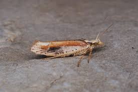 Attēlu rezultāti vaicājumam “Ypsolopha parenthesella”