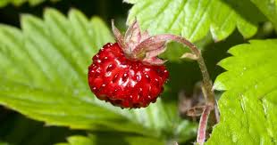 Image result for Fragaria vesca