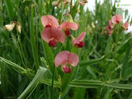 Attēlu rezultāti vaicājumam “Lathyrus sylvestris flower”