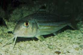 Image result for Mullus surmuletus