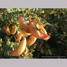 Image result for Colutea x media (arborescens x orientalis)
